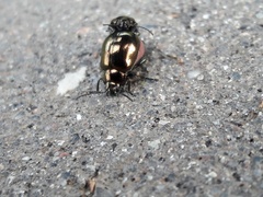 Chrysolina aurichalcea