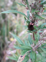 Chrysolina aurichalcea