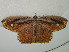 Pareumelea eugeniata