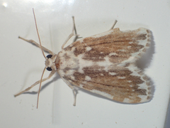 Pseudoadites frigida