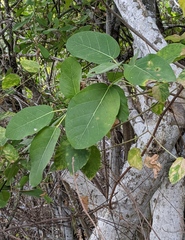 Coccoloba barbadensis