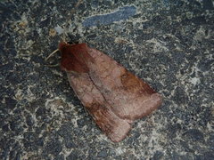 Diarsia pacifica