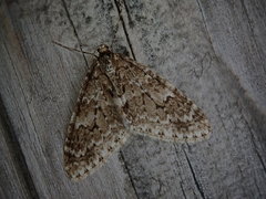 Trichopteryx miracula