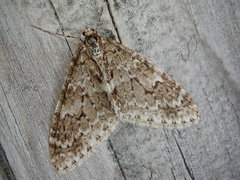 Trichopteryx miracula