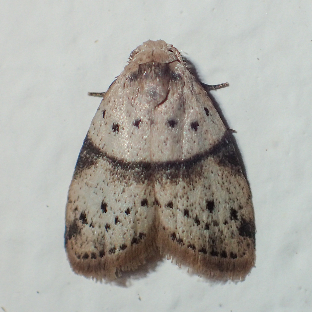 Stictane khmerensis