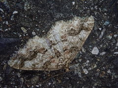 Pseuderannis amplipennis