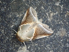Habrosyne pyritoides
