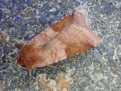 Diarsia pacifica