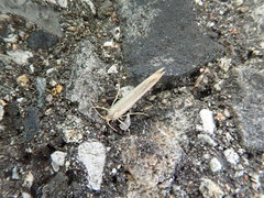 Argyresthia metallicolor
