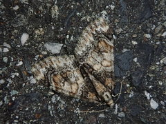 Trichopteryx ussurica