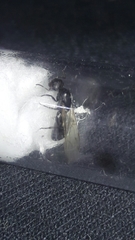 Camponotus mina