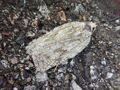 Acleris amurensis