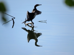 Phalacrocorax carbo