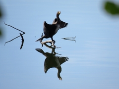 Phalacrocorax carbo