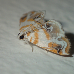 Musotima