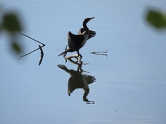 Phalacrocorax carbo