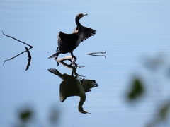 Phalacrocorax carbo