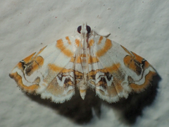 Musotima