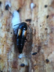 Tachinus subterraneus