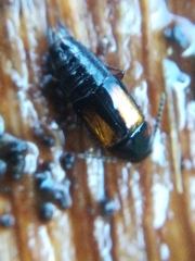 Tachinus subterraneus