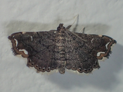 Neomusotima conspurcatalis
