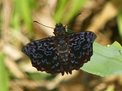 Cycloglypha thrasibulus thrasibulus