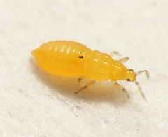 Scirtothrips