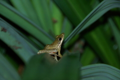 Chalcorana chalconota