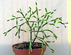 Hatiora salicornoides