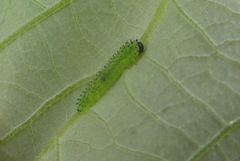 Periclista