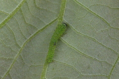 Periclista