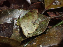 Erastria madecassaria