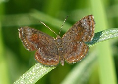 Calephelis aymaran