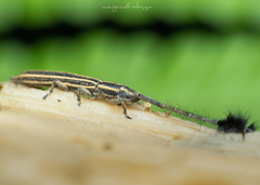 Eucomatocera vittata