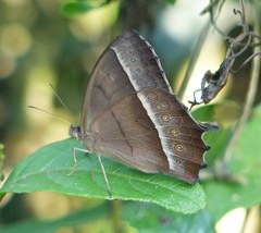 Taygetis tripunctata