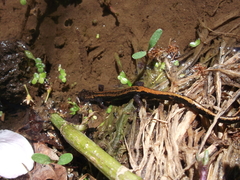 Chioglossa lusitanica
