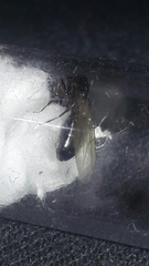 Camponotus mina