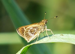 Vehilius stictomenes stictomenes