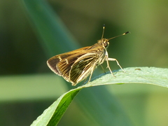 Vehilius stictomenes stictomenes