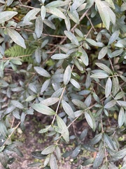 Forestiera segregata