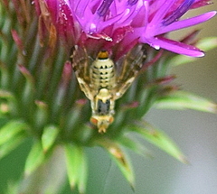 Terellia winthemi