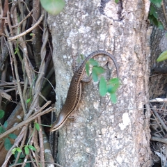 Trachylepis depressa