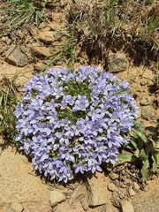 Craterocapsa tarsodes