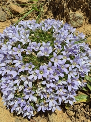 Craterocapsa tarsodes