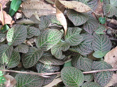 Fittonia