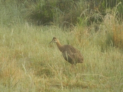 Rhynchotus rufescens