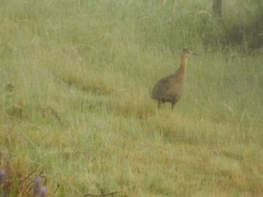 Rhynchotus rufescens