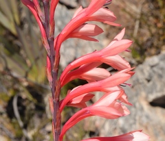 Watsonia fourcadei