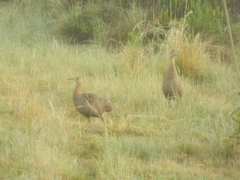 Rhynchotus rufescens