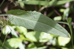 Emilia sonchifolia image
